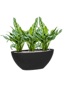 Pot essential oval noire