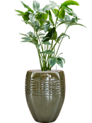 Pot traces emperor verte