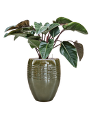 Pot traces emperor verte