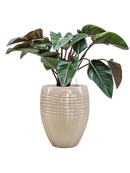 Pot traces emperor beige