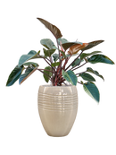 Pot traces emperor beige