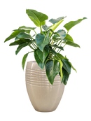 Pot traces emperor beige