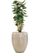 Pot traces emperor beige