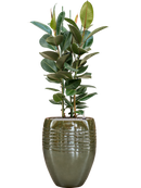 Pot traces emperor verte