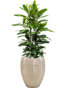 Pot traces emperor beige