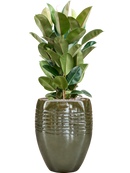 Pot traces emperor verte