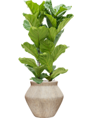 Pot mineral emperor beige