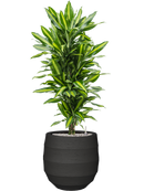 Pot bordo balloon anthracite