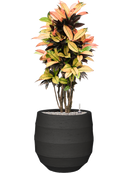 Pot bordo balloon anthracite