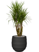 Pot bordo balloon anthracite