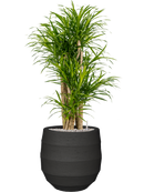 Pot bordo balloon anthracite