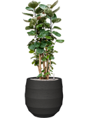 Pot bordo balloon anthracite