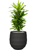 Pot bordo balloon anthracite