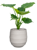 Pot bordo balloon beige