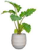 Pot bordo balloon beige