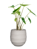 Pot bordo balloon beige