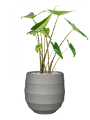 Pot bordo balloon grise