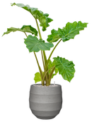 Pot bordo balloon grise