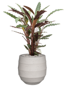 Pot bordo balloon beige