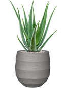 Pot bordo balloon grise