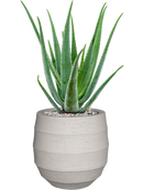 Pot bordo balloon beige