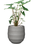 Pot bordo balloon grise