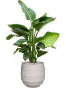 Pot bordo balloon beige