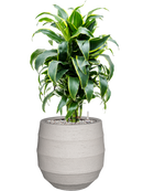 Pot bordo balloon beige