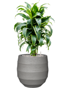 Pot bordo balloon grise