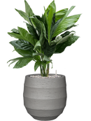 Pot bordo balloon grise