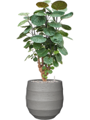 Pot bordo balloon grise