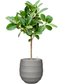 Pot bordo balloon grise