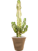 Pot terra cotta couple marron