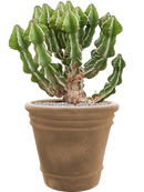 Pot terra cotta couple marron