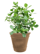 Pot terra cotta couple marron