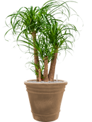 Pot terra cotta couple marron