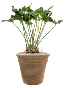 Pot terra cotta couple marron