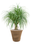 Pot terra cotta couple marron