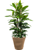 Pot terra cotta couple marron