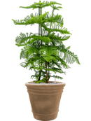 Pot terra cotta couple marron