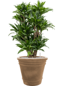 Pot terra cotta couple marron