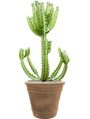 Pot terra cotta couple marron