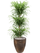 Pot oyster partner marron