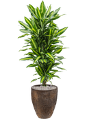 Pot oyster partner marron