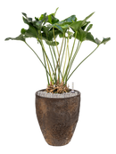 Pot oyster partner marron