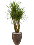 Pot oyster partner marron