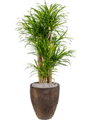 Pot oyster partner marron