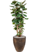 Pot oyster partner marron