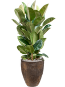 Pot oyster partner marron