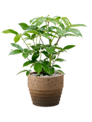 Pot cinnamon couple marron